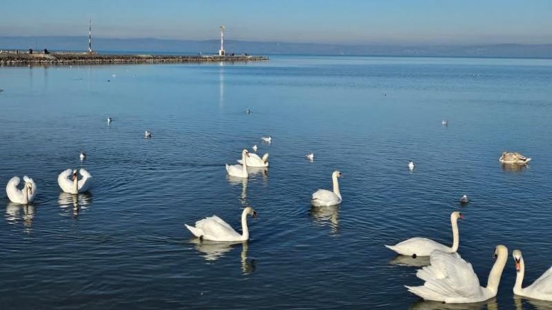 Téli varázslat: hófehér hattyúcsapat táncol az égszínkék Balaton tükrén | Sokszínű