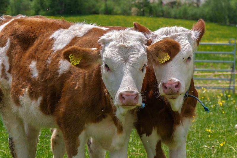 Furcsa és aggasztó állatbetegségek: védekezési stratégiák az Agrárszektor Konferencián - Magyar Mezőgazdaság

Az Agrárszektor Konferencián a résztvevők olyan meglepő és sokkoló állatbetegségekről hallhattak, amelyek komoly kihívásokat jelentenek a mezőgaz